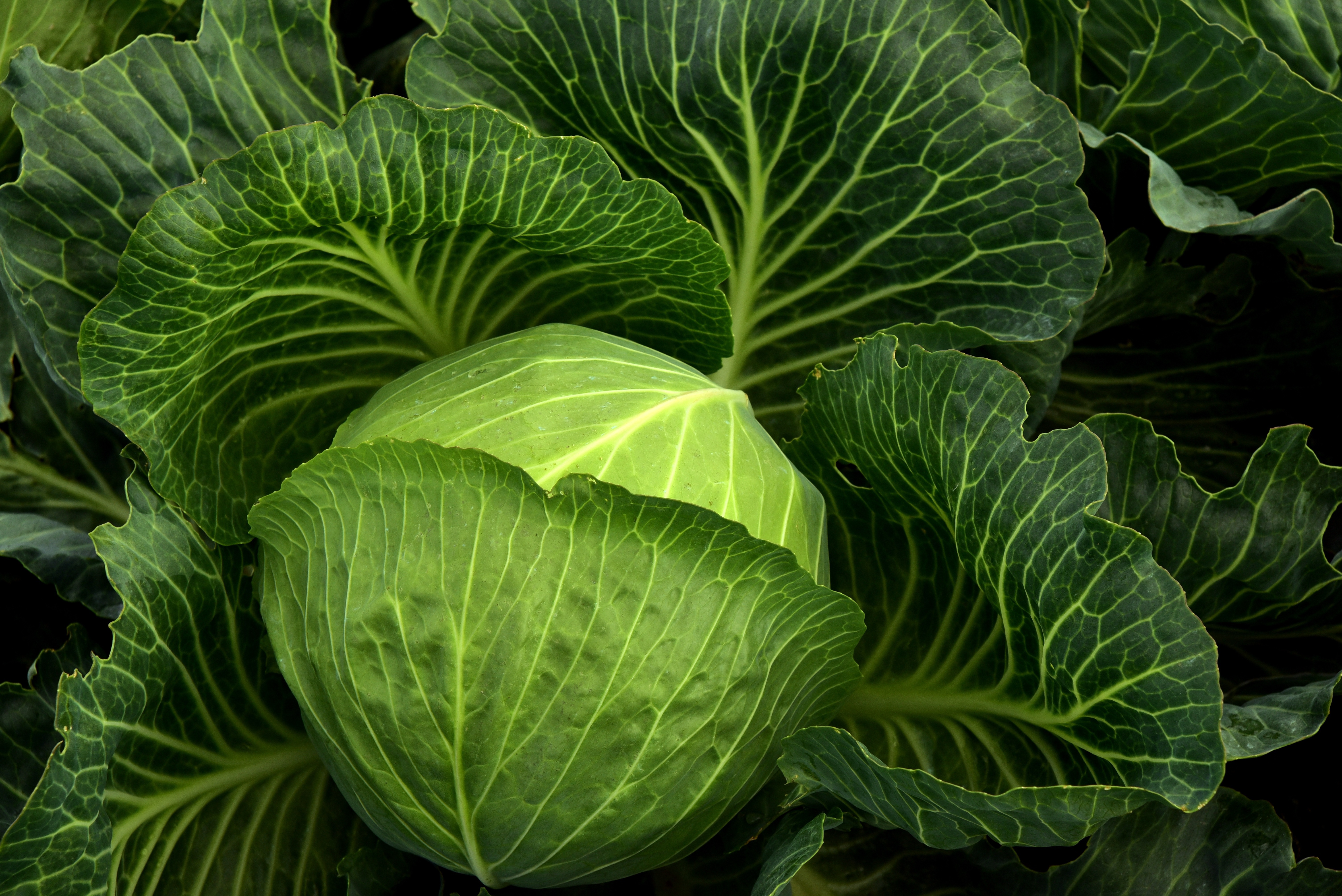 cabbage-3722498
